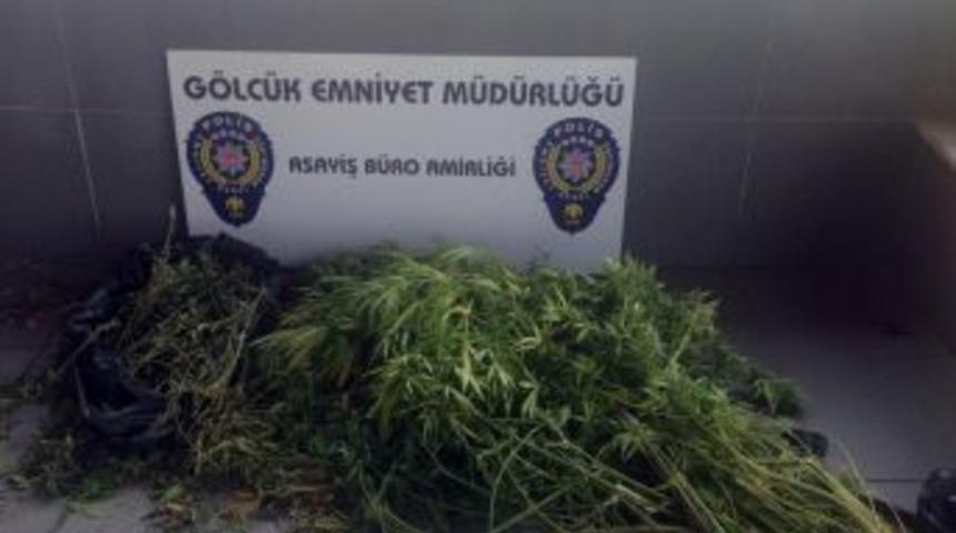 Binanın &Ccedil;atı Katında Hint Keneviri Yetiştirdiler