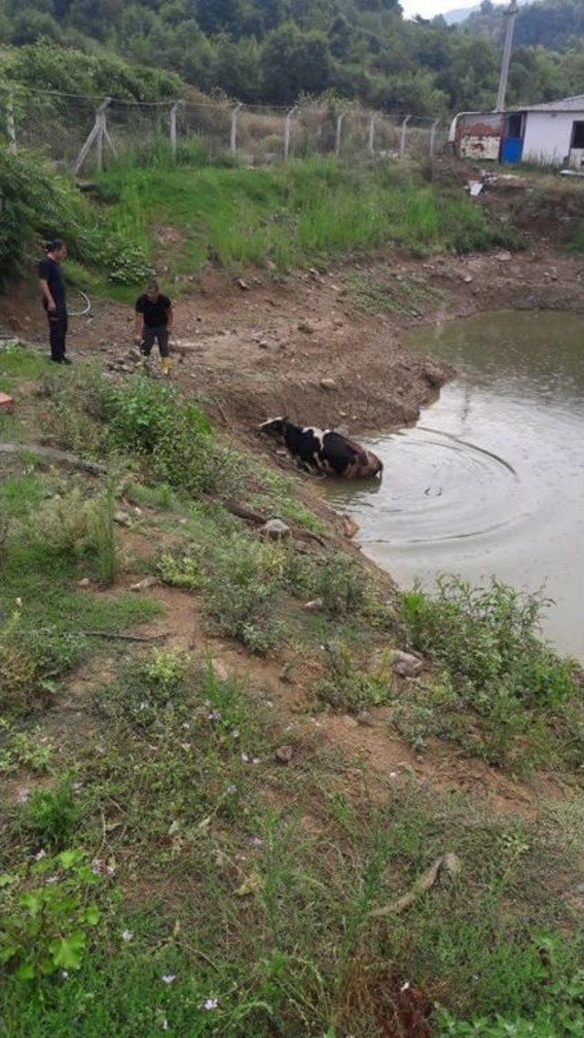 Gölette İnek Kurtarma Operasyonu