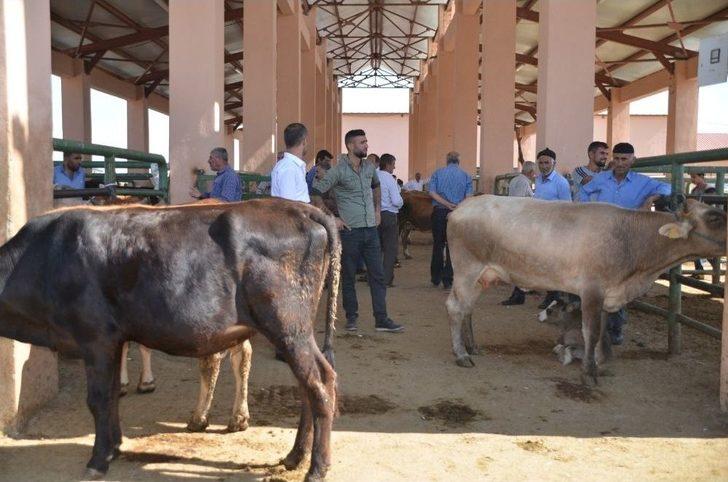Hayvan Pazarında Yoğunluk Yaşanıyor G2