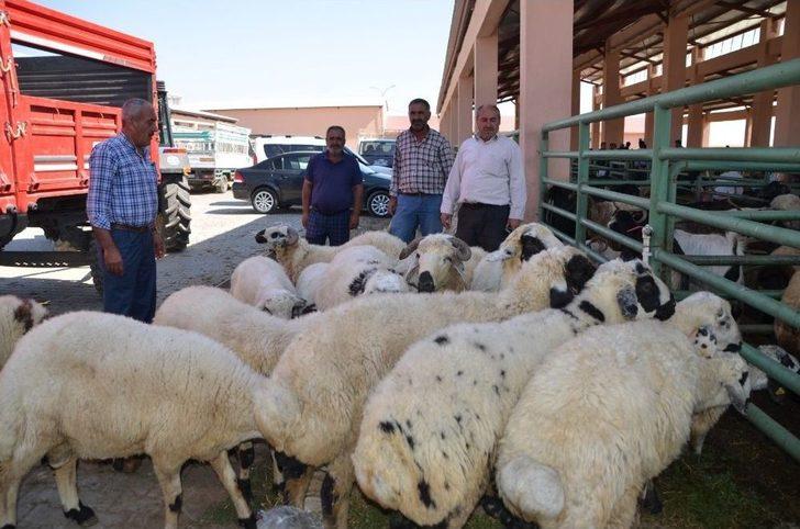 Hayvan Pazarında Yoğunluk Yaşanıyor G3