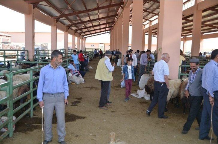 Hayvan Pazarında Yoğunluk Yaşanıyor G4