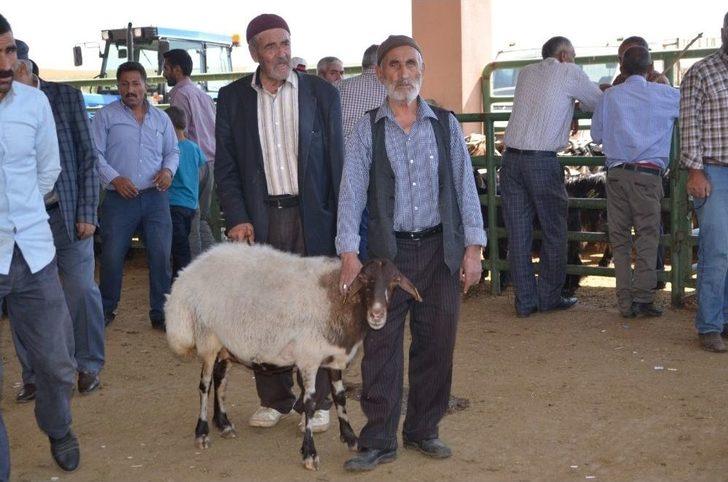 Hayvan Pazarında Yoğunluk Yaşanıyor G5