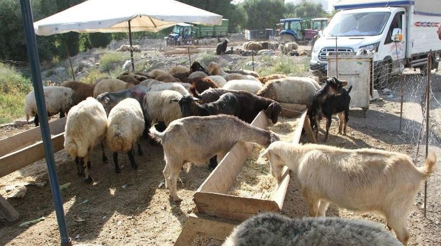 Malazgirt&rsquo;te Kurban Pazarı A&ccedil;ıldı