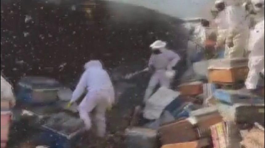 Adeta Arı Kovanının İ&ccedil;ine Girdiler