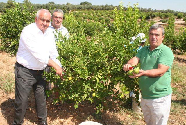 Erdemli'de limon hasadı başladı