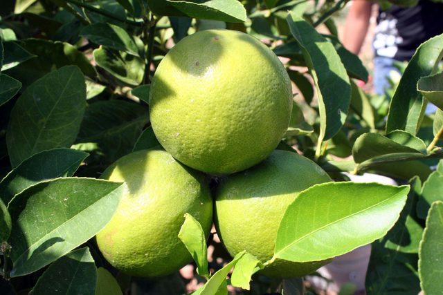 Erdemli'de limon hasadı başladı