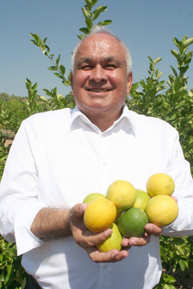 Erdemli'de limon hasadı başladı
