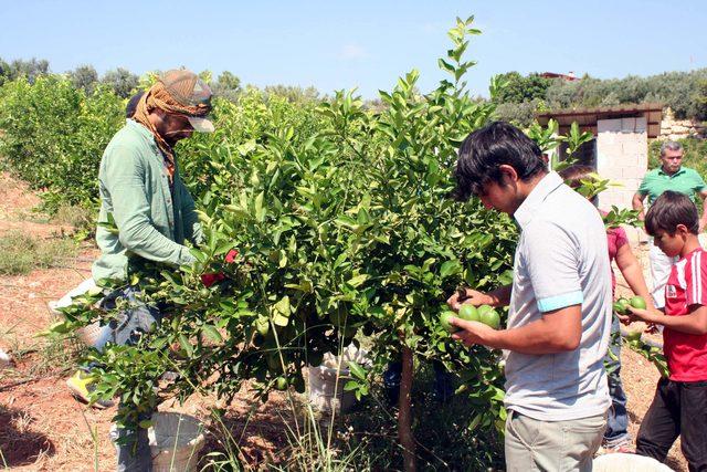 Erdemli'de limon hasadı başladı
