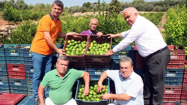 Erdemli'de limon hasadı başladı