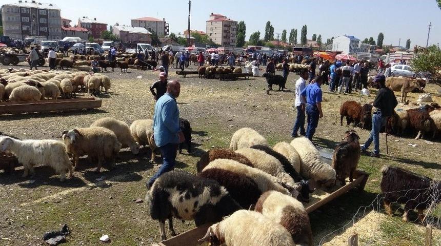 Kars’ta Kurban Pazarında Bayram Yoğunluğu