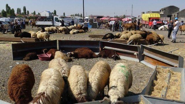 Kars’ta Kurban Pazarında Bayram Yoğunluğu