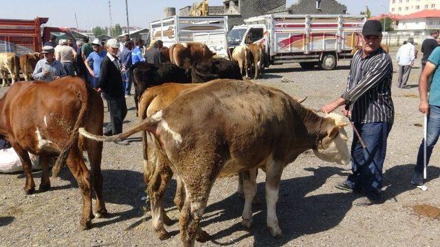 Kars’ta Kurban Pazarında Bayram Yoğunluğu