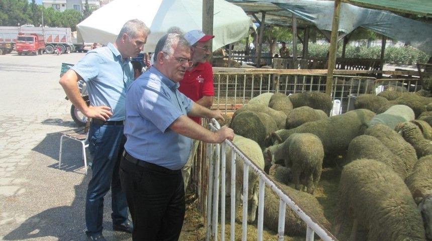Erdek Kaymakamı &Ccedil;alık: &ldquo;kurban Derilerinizi Thk&rsquo;na Bağışlayın&rdquo;