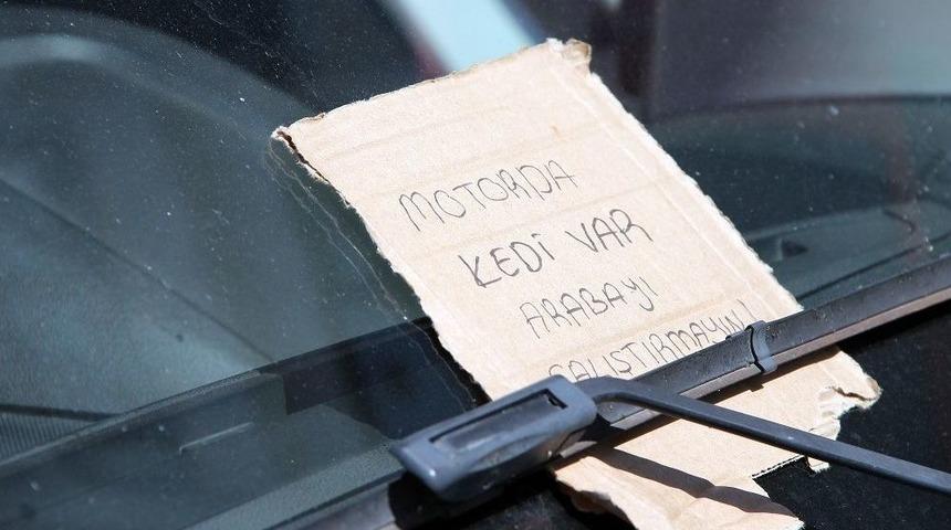 Kediyi Vatandaşların Dikkati Kurtardı