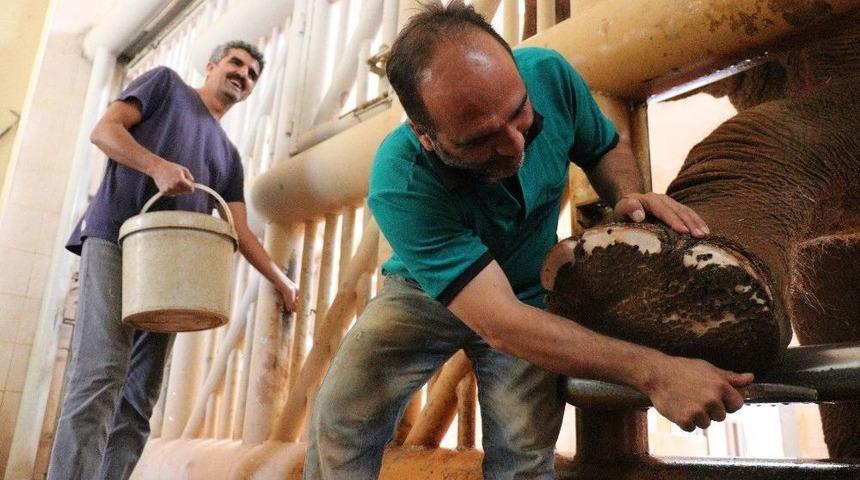 5 Tonluk Fillerin Bayram Temizliği