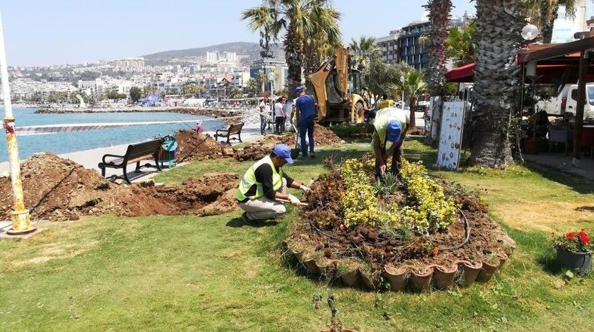Kuşadası’na 29 Palmiye Ağacı Dikildi