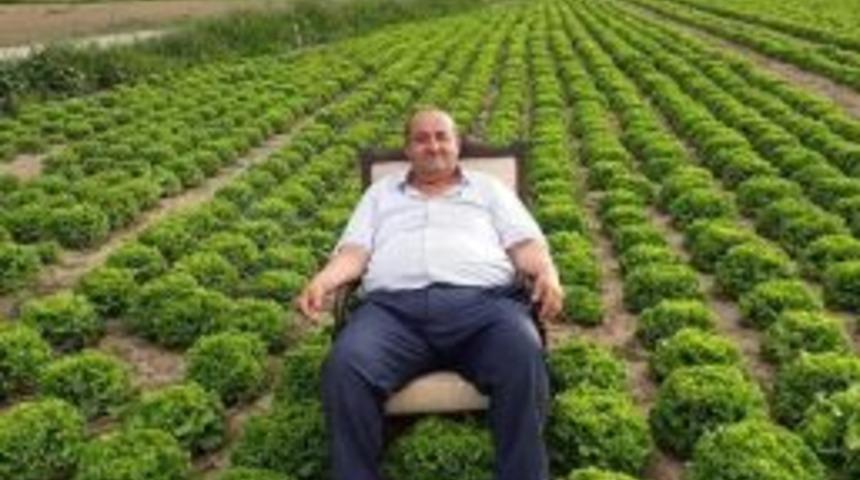 Marul &Uuml;reticisinden Dikkat &Ccedil;eken Eylem