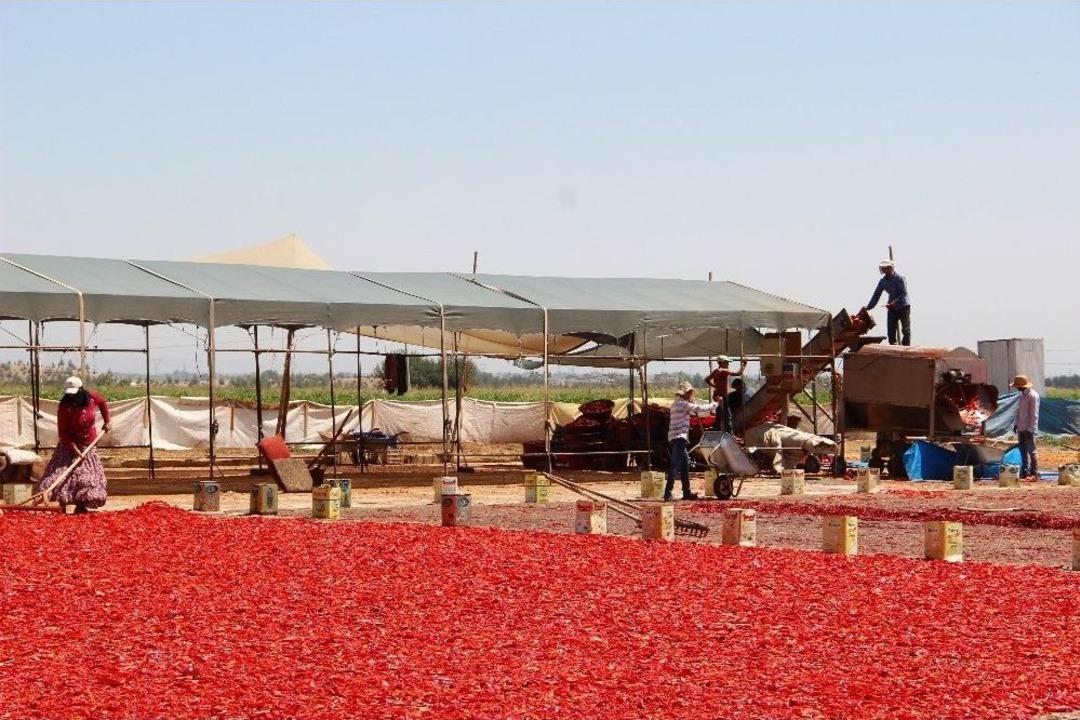 Şanlıurfa&rsquo;da İsotun &Uuml;retim Ser&uuml;veni Başladı