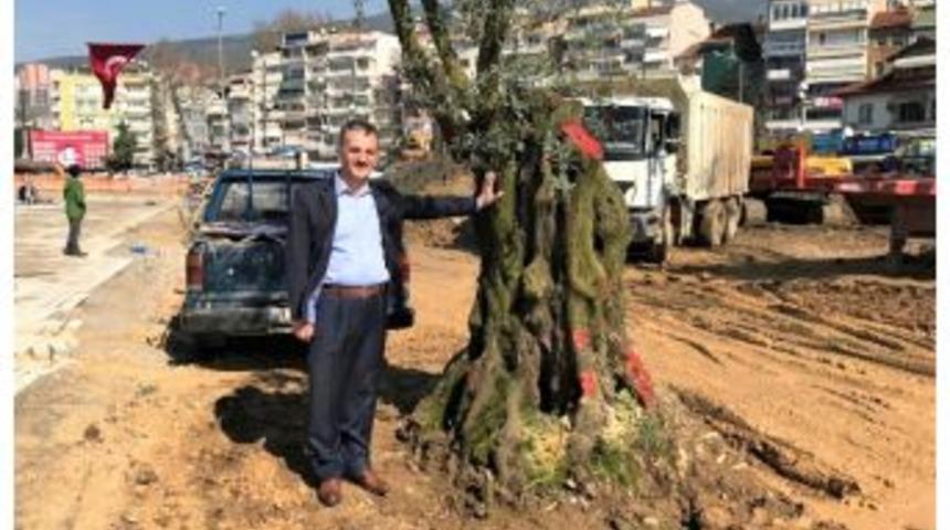 6 Asırlık Zeytin Ağacı Nakledildi