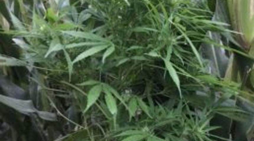 Mısır Tarlasına Kenevir Ekti