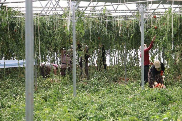 Erzincan’da Domates Üretimi Artıyor G1