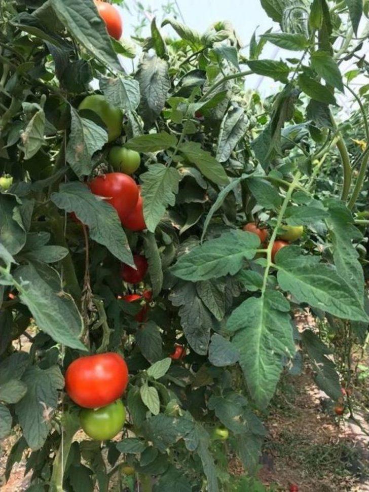 Erzincan’da Domates Üretimi Artıyor G3