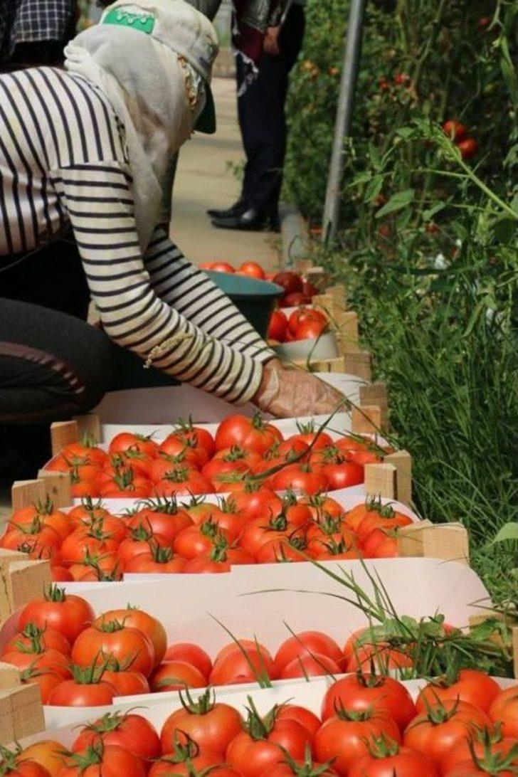 Erzincan’da Domates Üretimi Artıyor G4