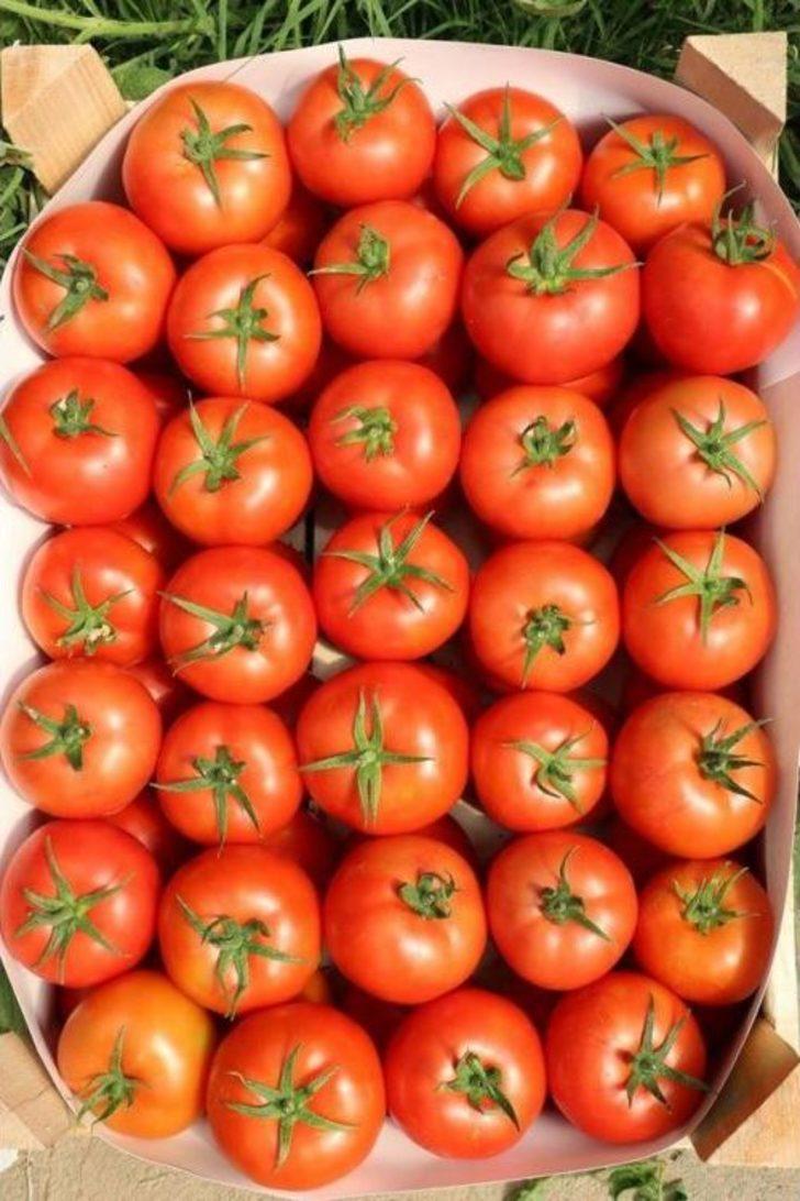 Erzincan’da Domates Üretimi Artıyor G5