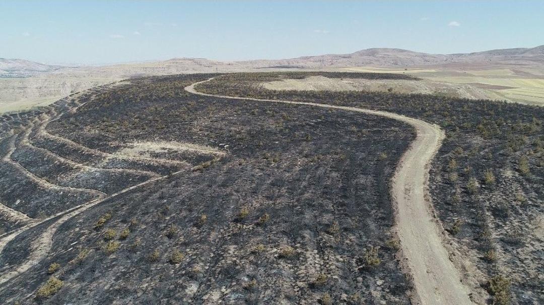 Orman Olamadan K&uuml;l Oldular