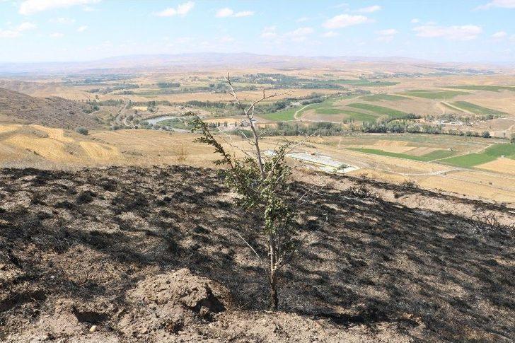 Orman Olamadan Kül Oldular G1