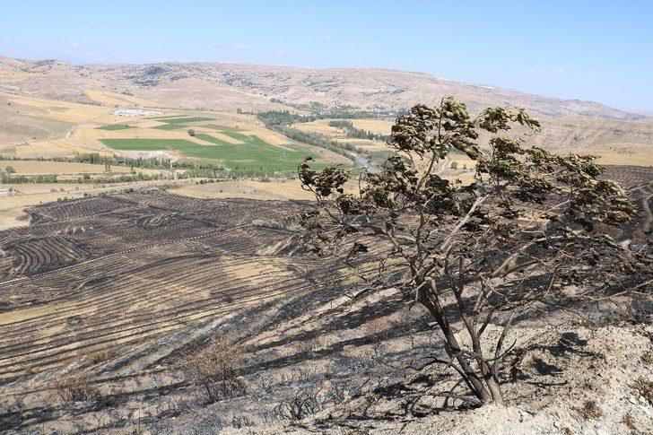 Orman Olamadan Kül Oldular G2