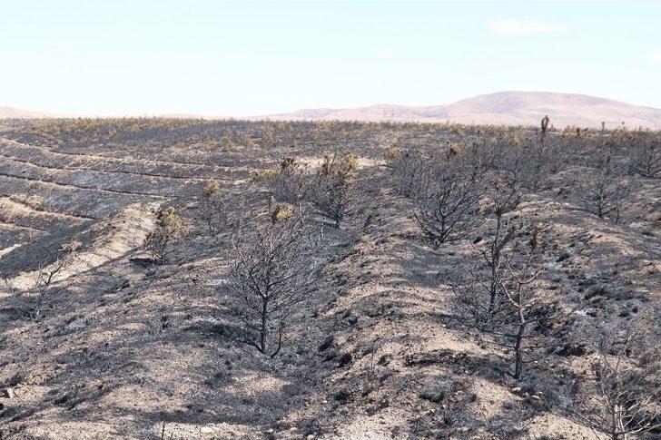 Orman Olamadan Kül Oldular G3