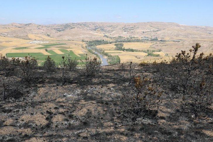 Orman Olamadan Kül Oldular G4