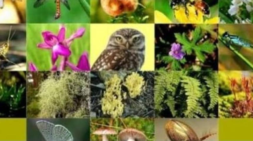 Biyoka&ccedil;ak&ccedil;ılık Eko-sistemi Bozuyor