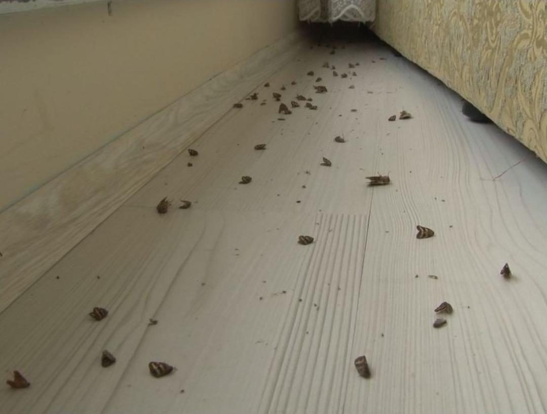 Vampir Kelebekler Bu Kez Evleri İstila Etti