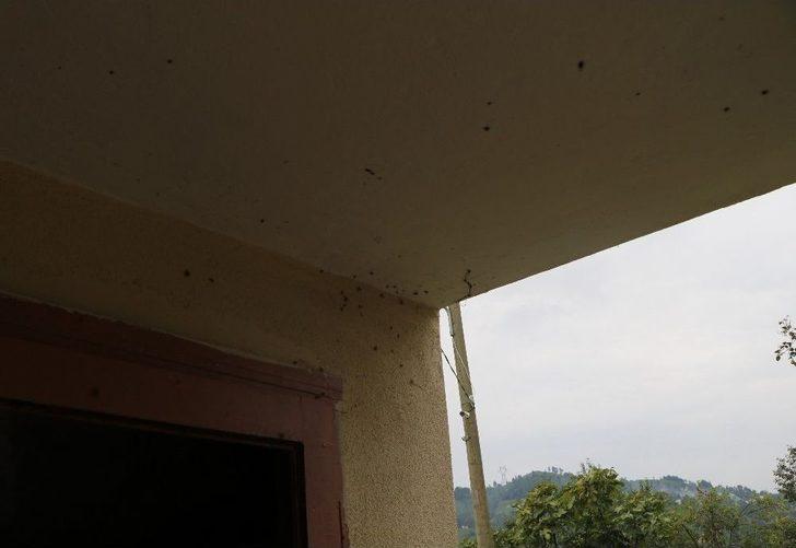 Vampir Kelebekler Bu Kez Evleri İstila Etti G2