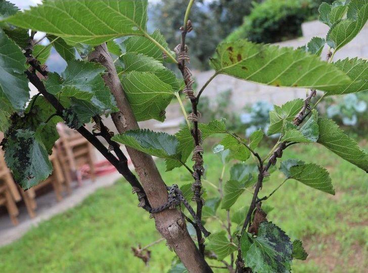 Vampir Kelebekler Bu Kez Evleri İstila Etti G4