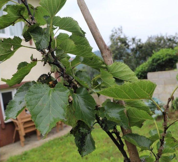 Vampir Kelebekler Bu Kez Evleri İstila Etti G5