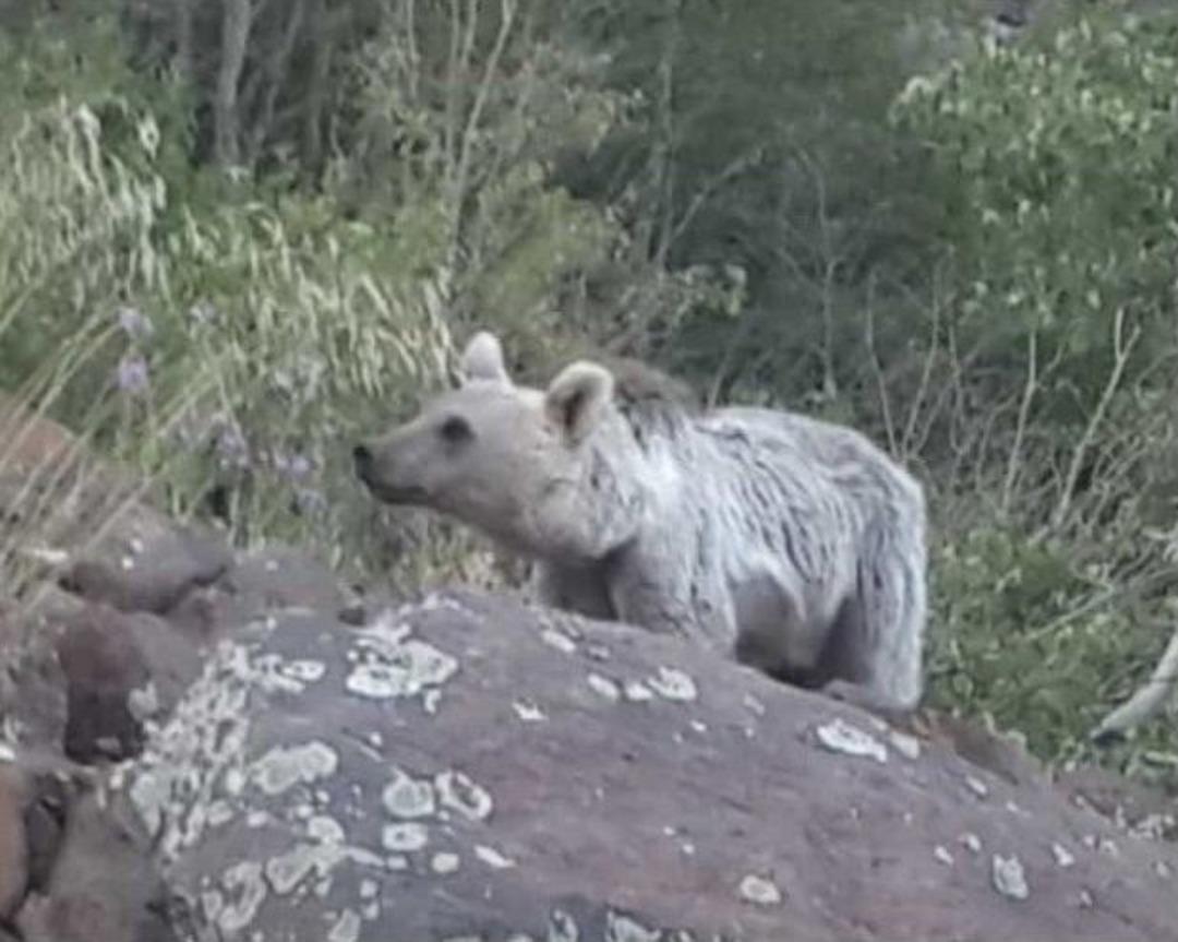 (&ouml;zel) Nemrut Krater G&ouml;l&uuml;&rsquo;nde "ayı" S&uuml;rprizi