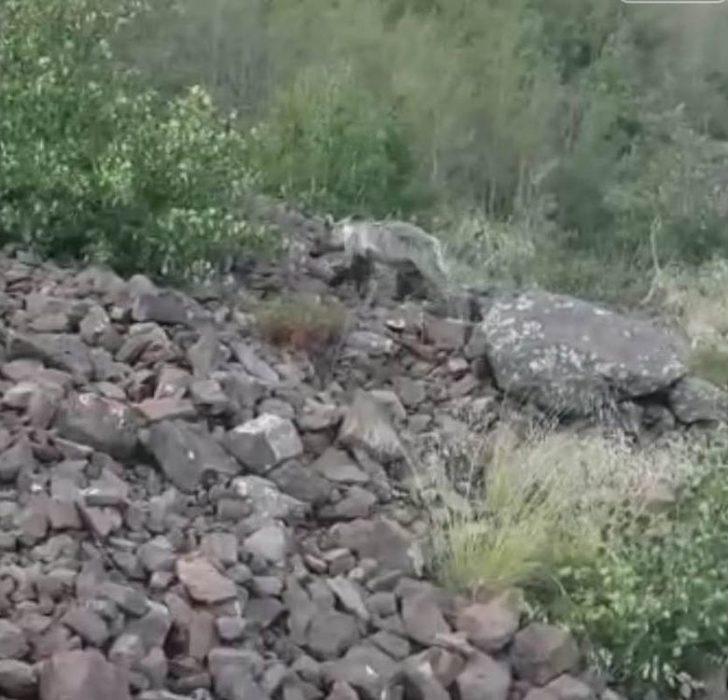 (özel) Nemrut Krater Gölü’nde "ayı" Sürprizi G3