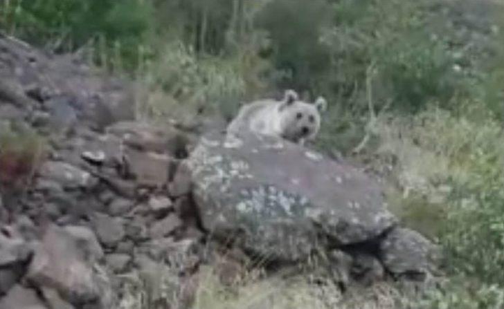 (özel) Nemrut Krater Gölü’nde "ayı" Sürprizi G4