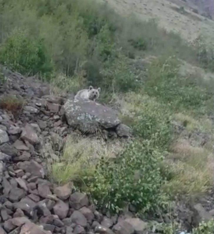 (özel) Nemrut Krater Gölü’nde "ayı" Sürprizi G5