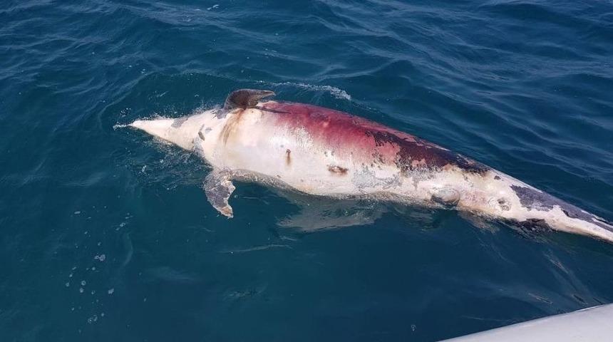 2 Metre Boyunda, 350 Kiloluk Yunus Balığını Ateş Edip &Ouml;ld&uuml;rd&uuml;ler
