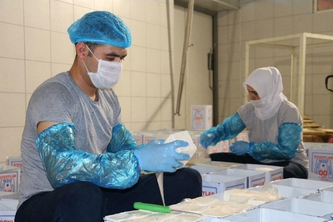 (&ouml;zel Haber) Ezine Peynirinin Sırrı Otlayan Koyun, Ke&ccedil;i Ve İneklerde Gizli