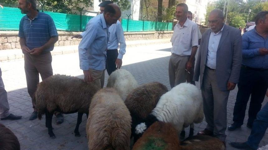 Bulanık&rsquo;ta Kurbanlık Satışlarında Durgunluk