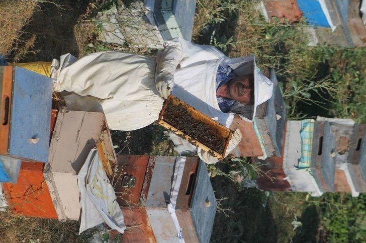 Bayburtlu Arıcıların “ballı” Mesaisi G1