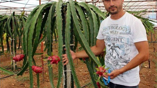 Domates Ve Biberin Masrafından Bıkıp Kurtuluşu Pitaya Meyvesinde Buldu