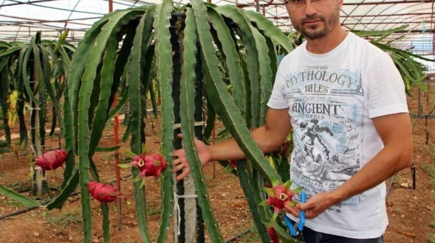 Domates Ve Biberin Masrafından Bıkıp Kurtuluşu Pitaya Meyvesinde Buldu