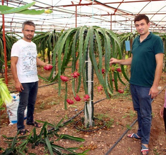 Domates Ve Biberin Masrafından Bıkıp Kurtuluşu Pitaya Meyvesinde Buldu