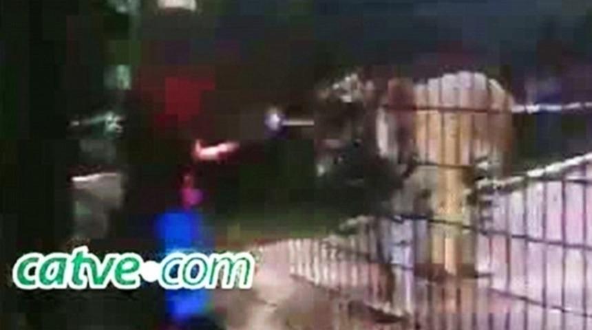 Hayvanat bahçesinde dehşet